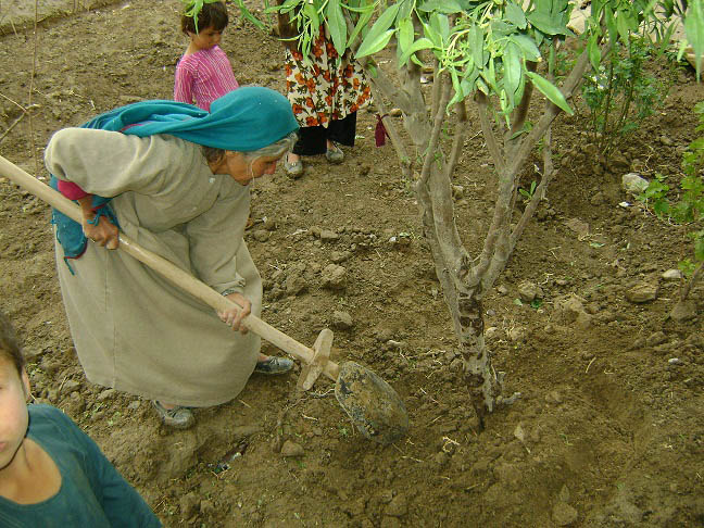 An Afghan woman tends a tree at the training center